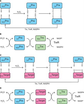 Frontiers | The Role of Thioredoxin/Peroxiredoxin in the β-Cell Defense ...